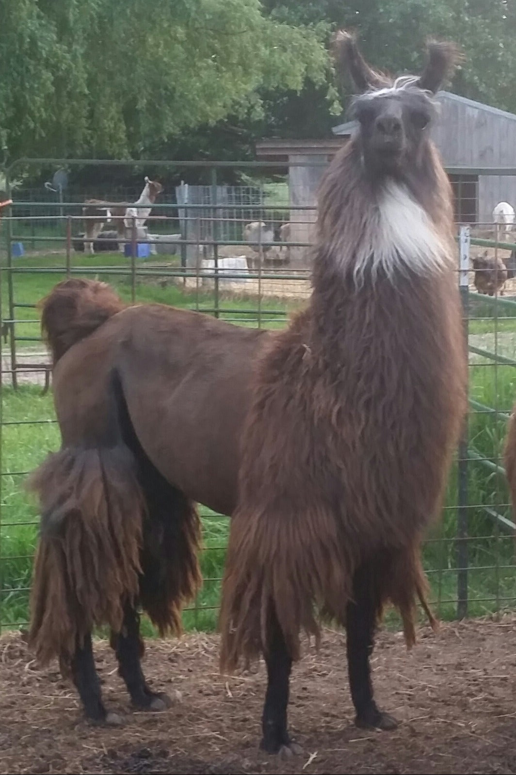 DDH's Ariana 100% llama