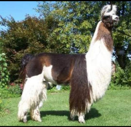 NV's Checkmate — 100% Llama Rug Yarn | Single Fleece
