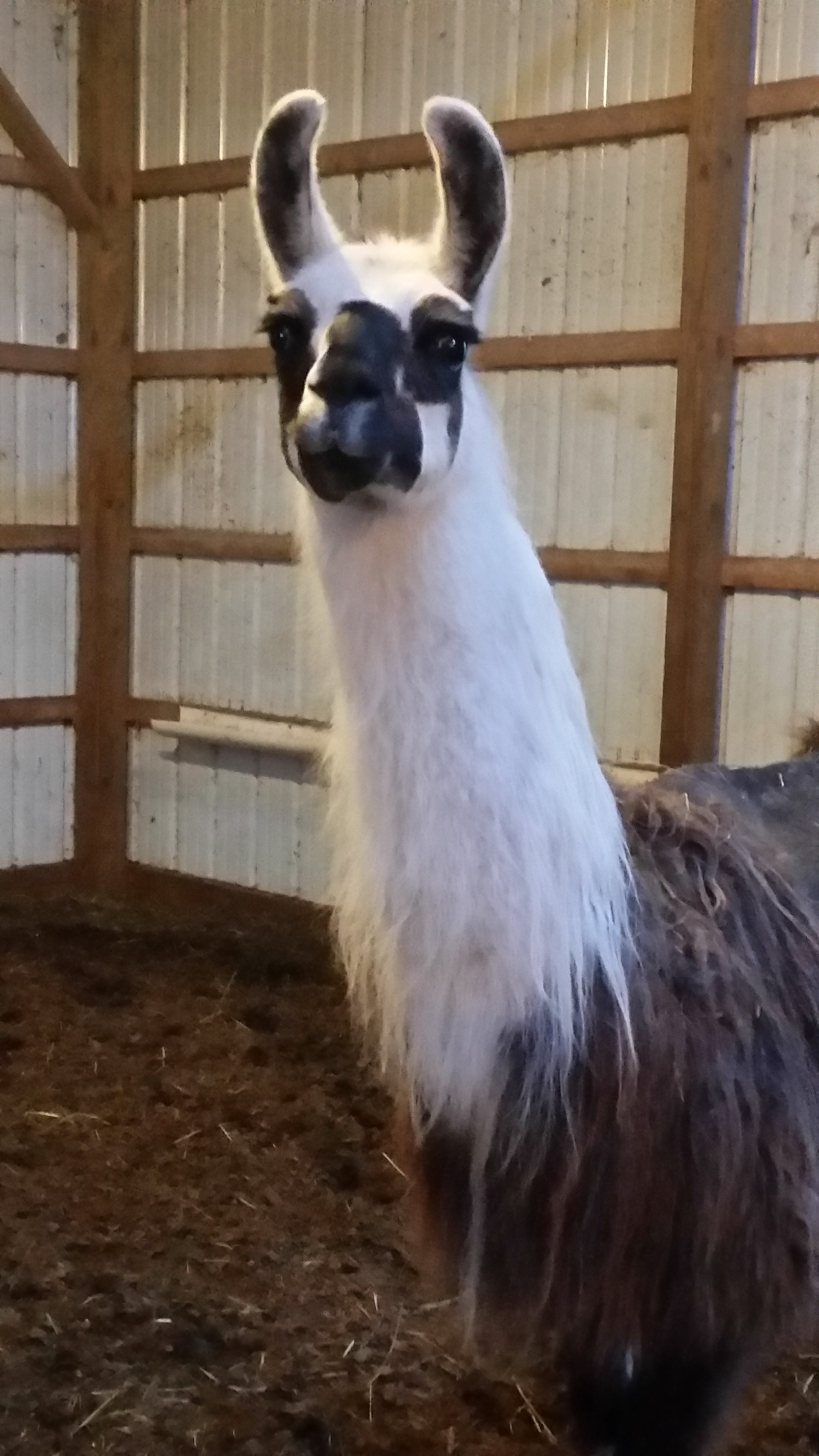 Choctaw's Charisma — 100% Llama Rug Yarn | Classic Lines
