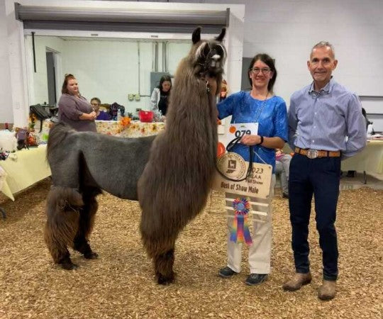 FEH Pursuit of Triumph – Farm-Raised Llama Cria & Merino Batt