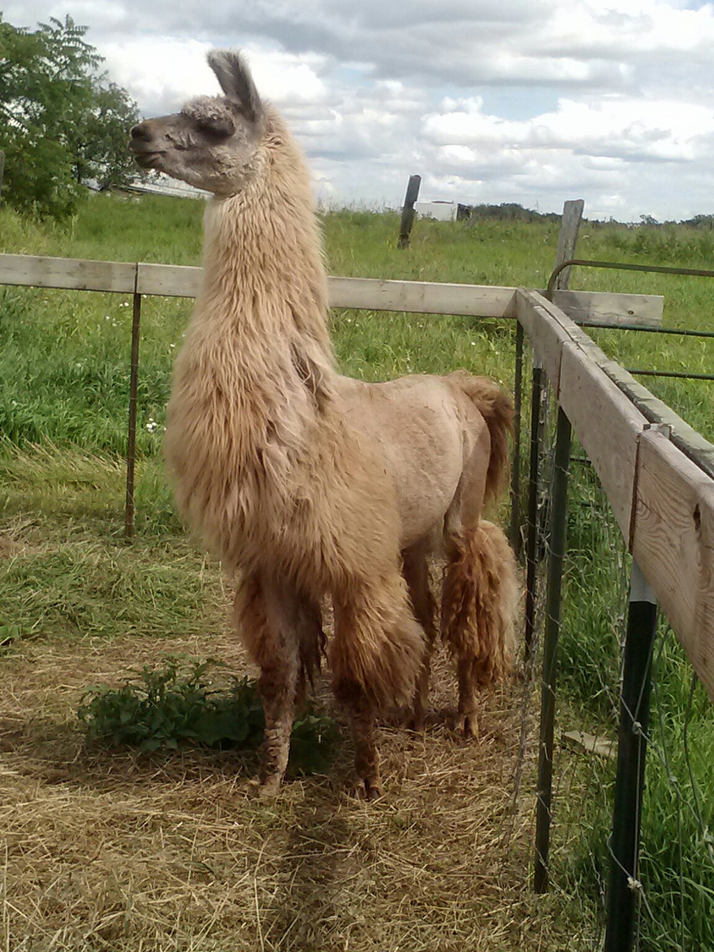 Spirit Pax — 100% Llama Roving