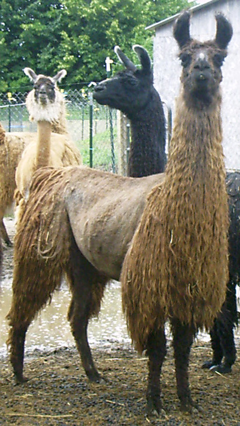 Variegated #105 — Alpaca & Suri Llama Rug Yarn | Pablo, Advice & Ms. Tea