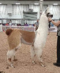 Big Deal – Llama Cria Merino Silk Hand Carded Batt