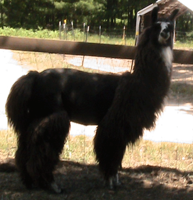 Thunder Road — 100% Llama Roving | Fehrenbach Farms