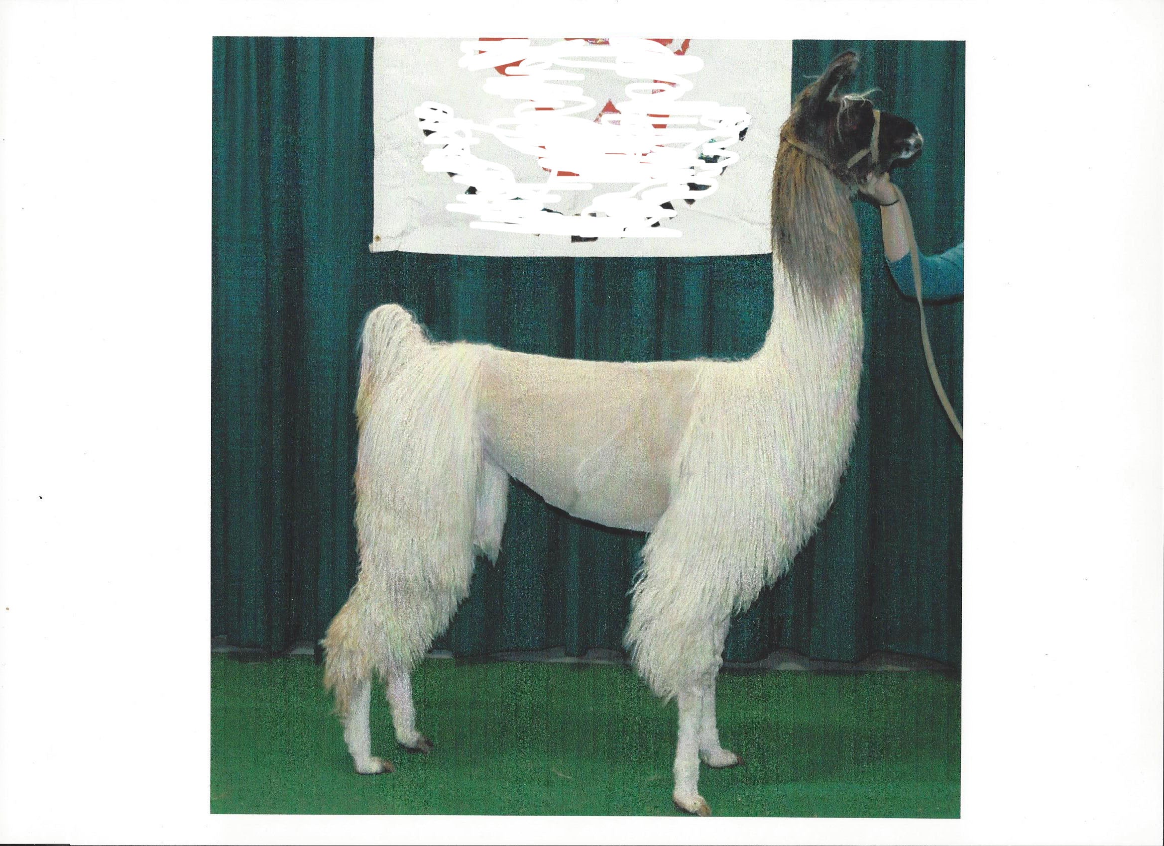 BKL Amazing Day — 100% Suri Llama Roving | Fehrenbach Farms