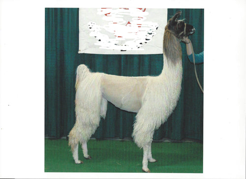 BKL Amazing Day — 100% Suri Llama Roving | Fehrenbach Farms