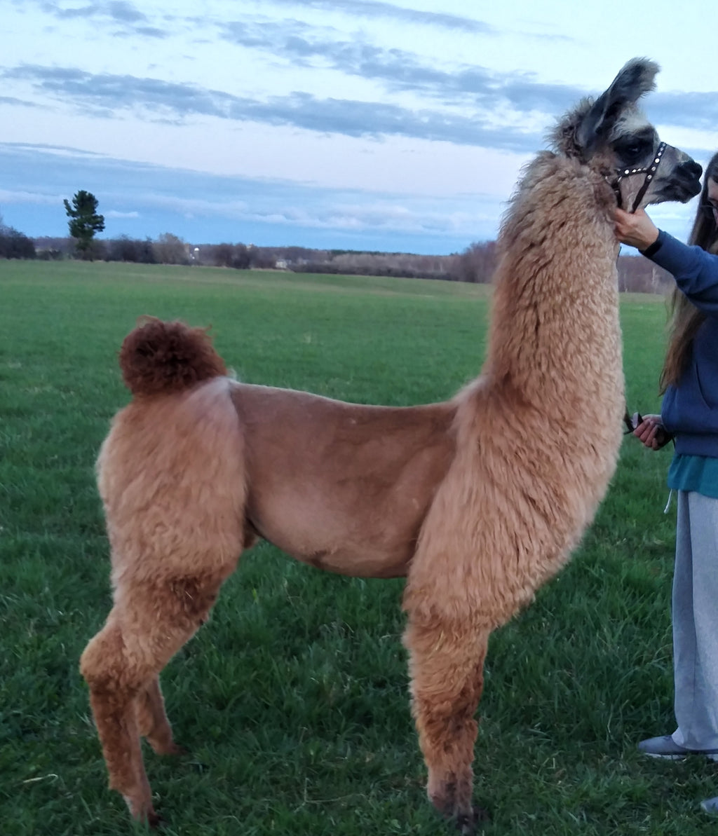 Messa 75% Llama / 15% Merino / 10% Bamboo Roving