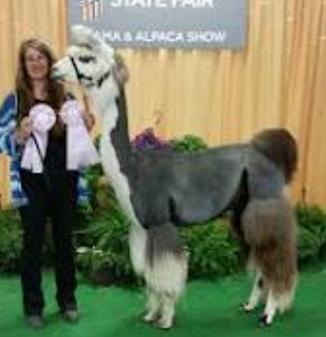 Rose Gray — 66% Llama & Alpaca DK Weight Yarn | Fehrenbach Fibers
