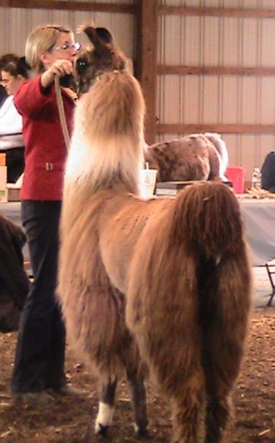Hail Ceasar! - 100% Llama Roving | Fine Fleece