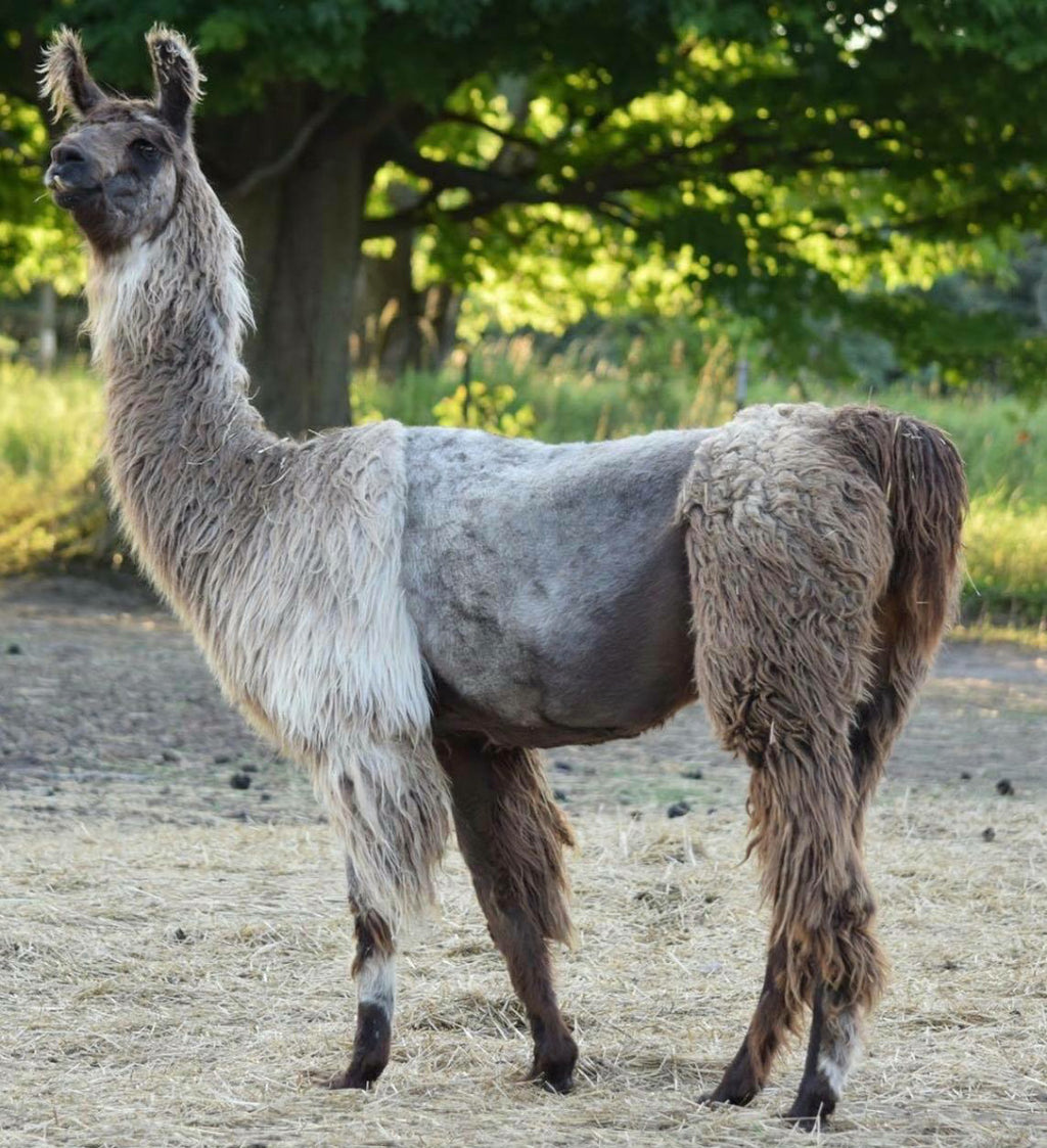 Cha Cha – Llama Merino Hand Carded Batt