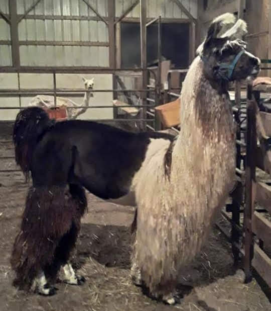 Charlie — 75% Llama, Merino & Tencel DK Weight Yarn | Fehrenbach Fibers
