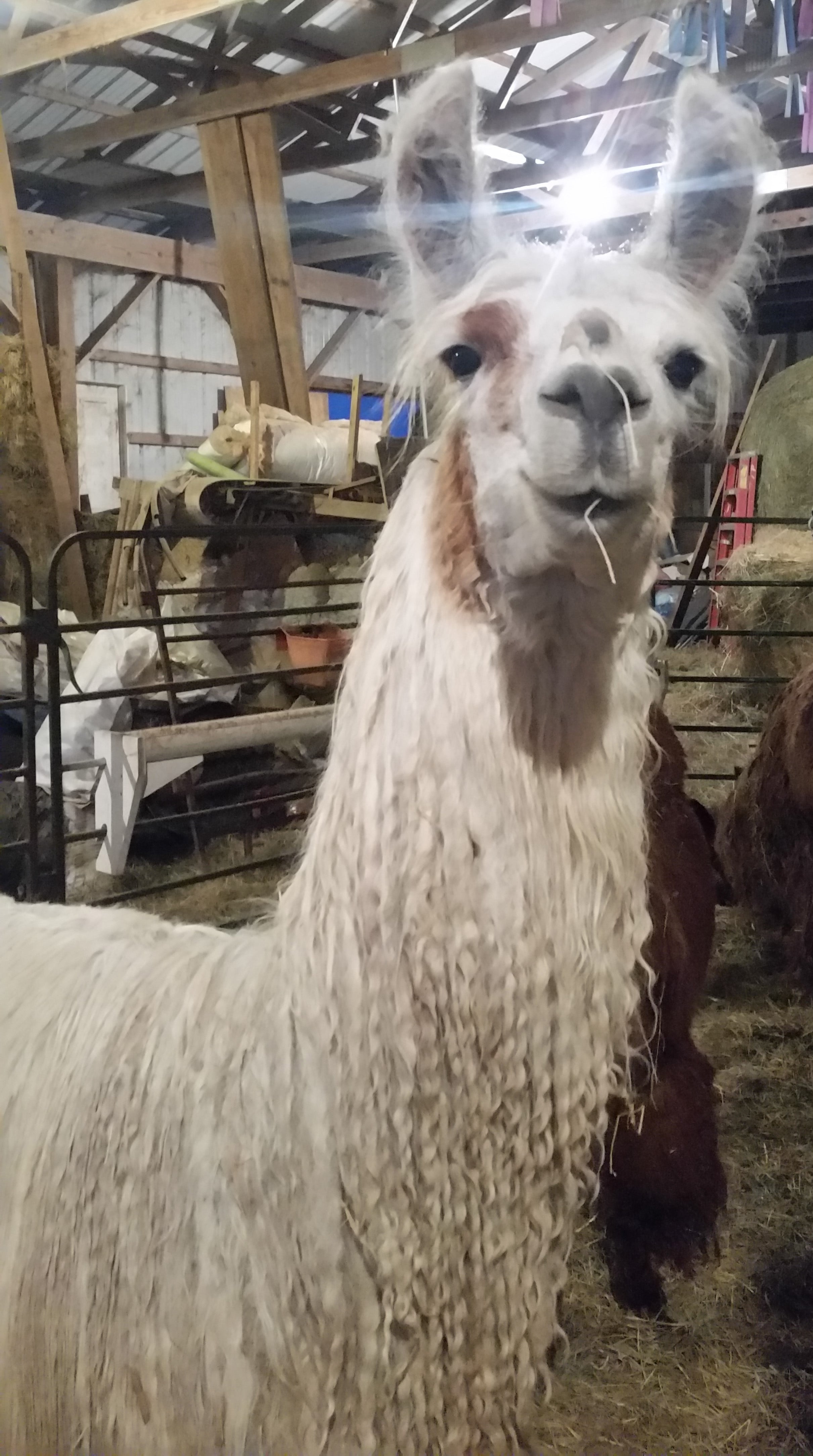 MGF Cherie Amour 100% Suri llama Roving