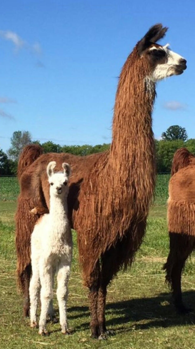 Medium Reds 100% Suri Llama Roving