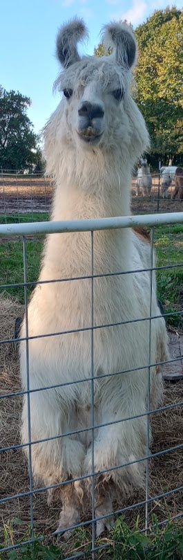 Galahad — 100% Llama Heavy Worsted Weight Yarn