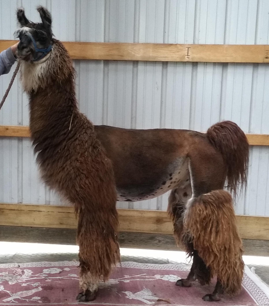 Genesis — Hand-Spun 100% Llama Worsted Yarn