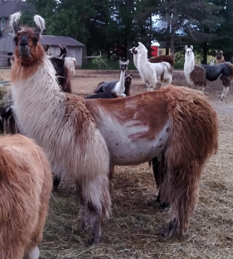 JF Life is Good — 100% Llama Roving | Butterscotch
