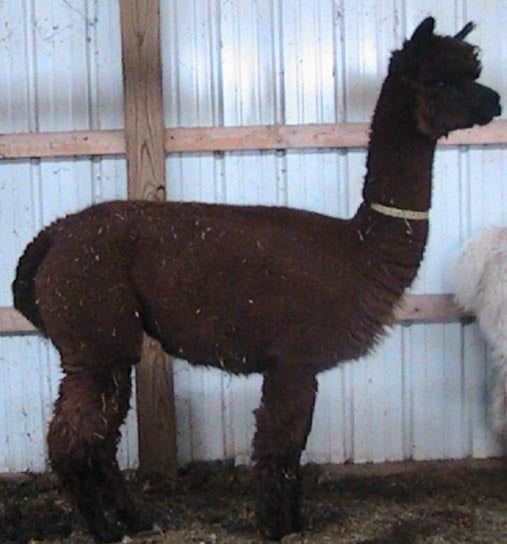 Lindsay 100% Huacaya Alpaca