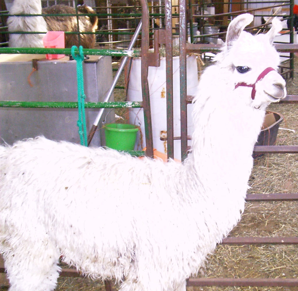Little's — FEH Llama Roving