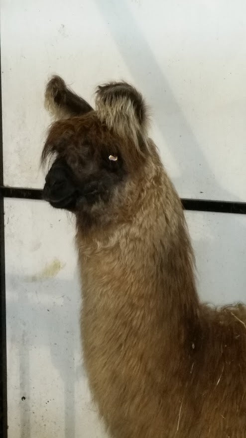 Contender's Madrid — FEH Llama Roving