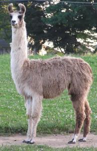 Pretty Momma 100% LLama