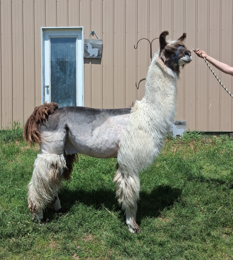 NV's Pursuit of Honor — 100% Llama Worsted Weight Yarn