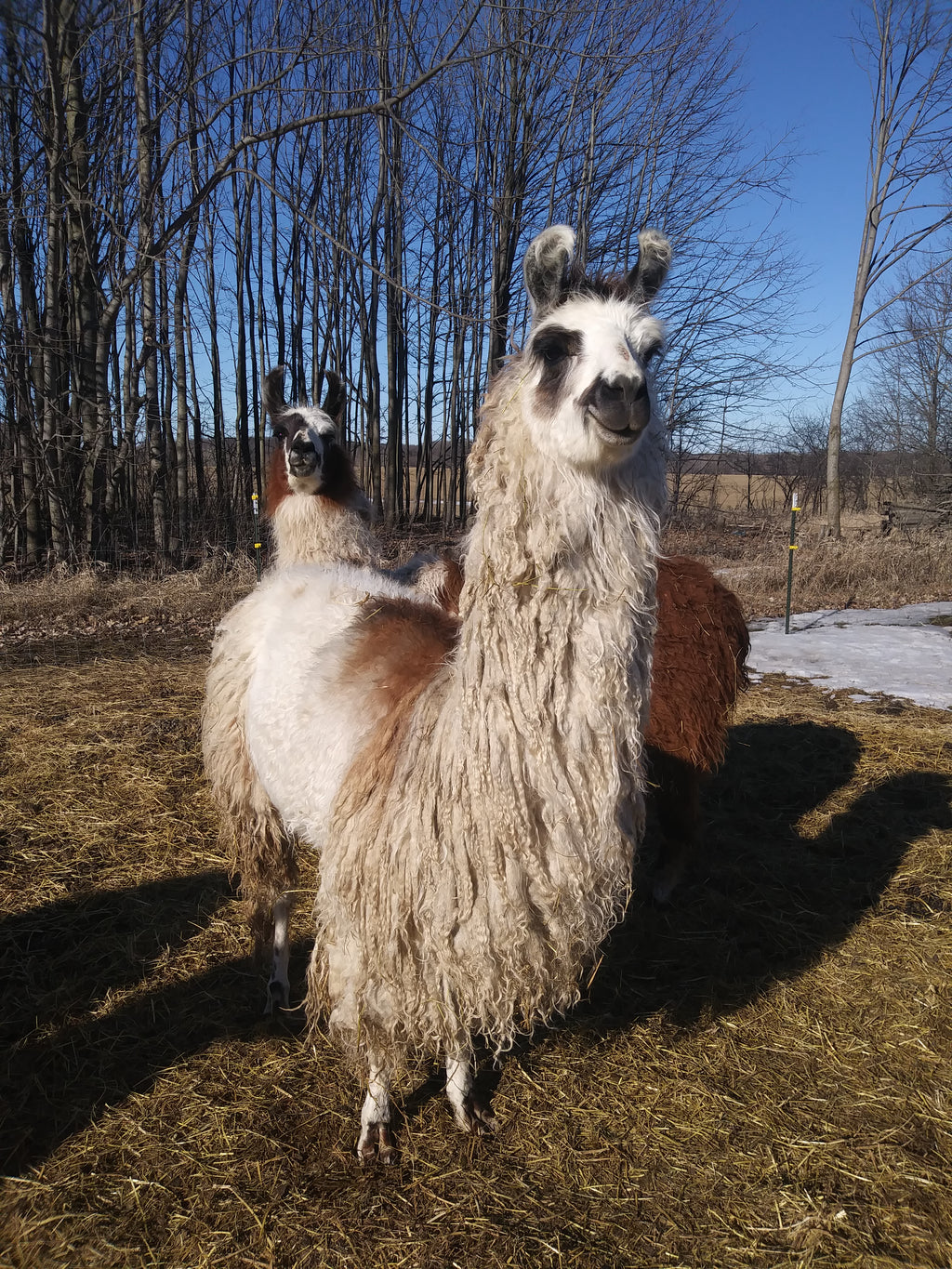 Mardi's Queen of Carnival — 100% Llama Worsted Weight Yarn | Fehrenbach Farms