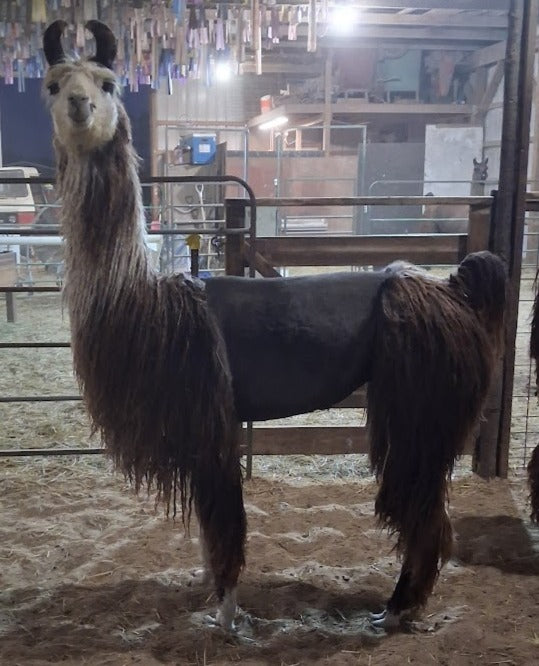 Make It Reign — Suri Llama & Merino Roving | Fehrenbach Farms
