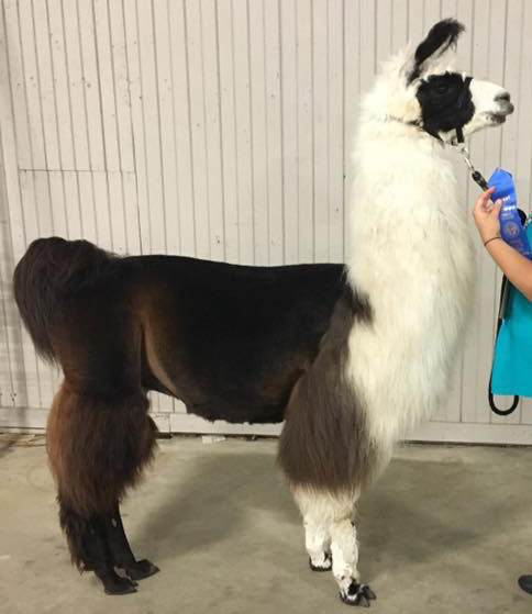 Rocky — 70% Llama Sport Weight Yarn with Silk & Sparkle | Fehrenbach Farms