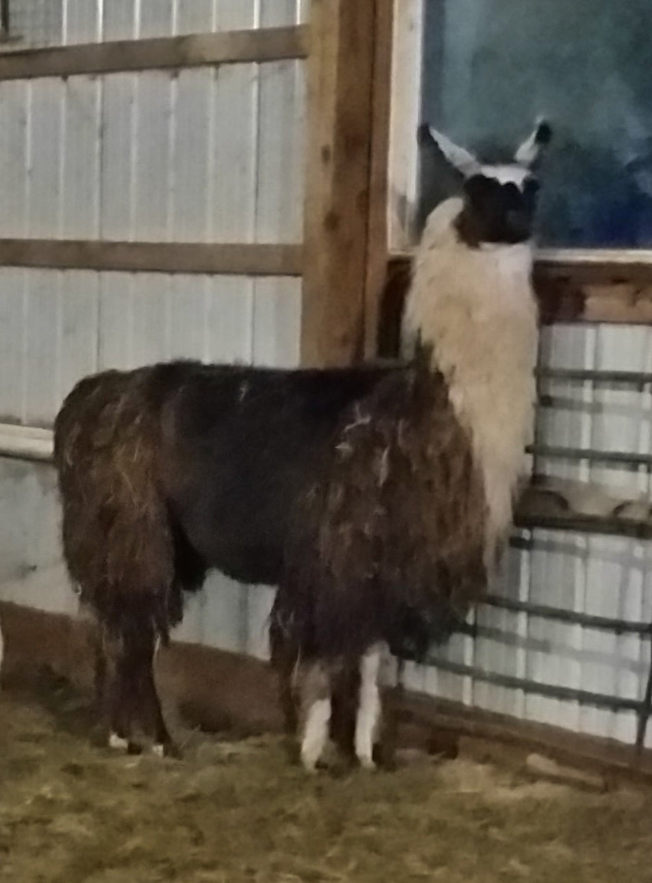 McKendre's Rock Steady 100% Llama Roving