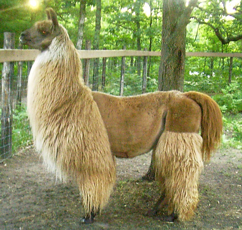Riyal — 100% Llama Roving | Fehrenbach Farms
