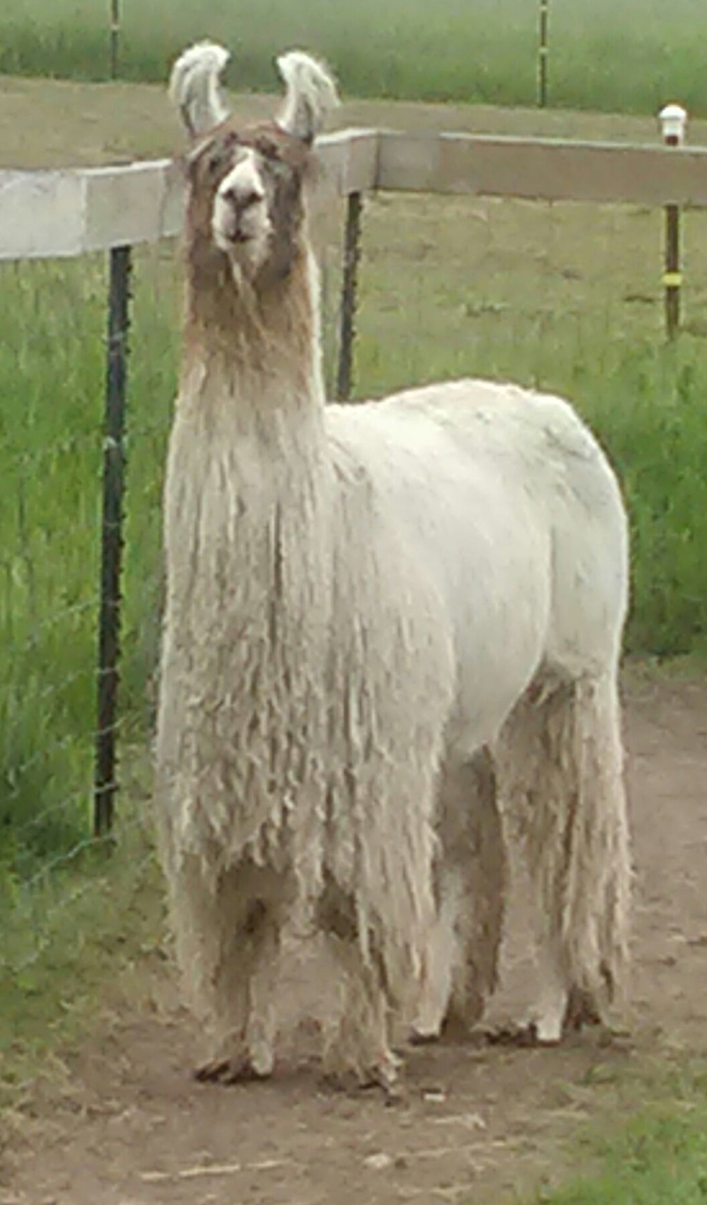 Lla Mirage Slick 50 100% suri llama roving