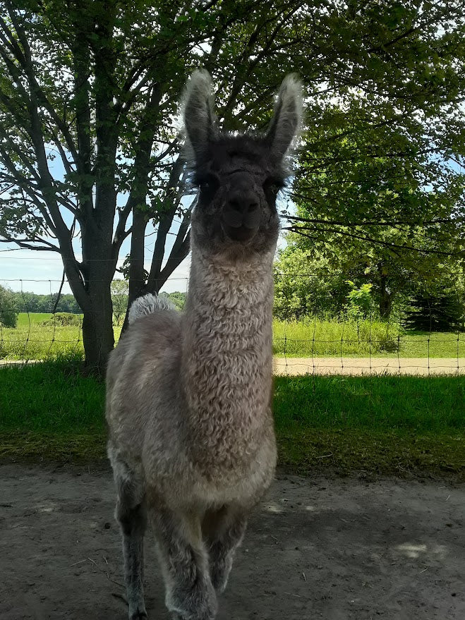 Rose Gray — 66% Llama & Alpaca DK Weight Yarn | Fehrenbach Fibers