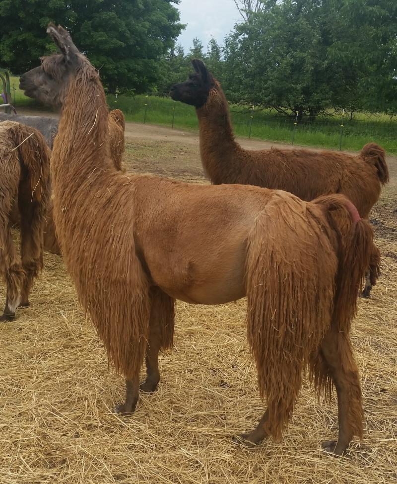 Sunrise Shangri La 100% suri llama roving