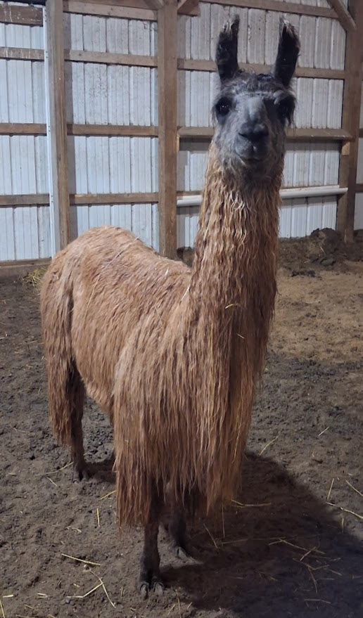 Sunrise Shangri La — Hand-Spun Suri Llama Yarn
