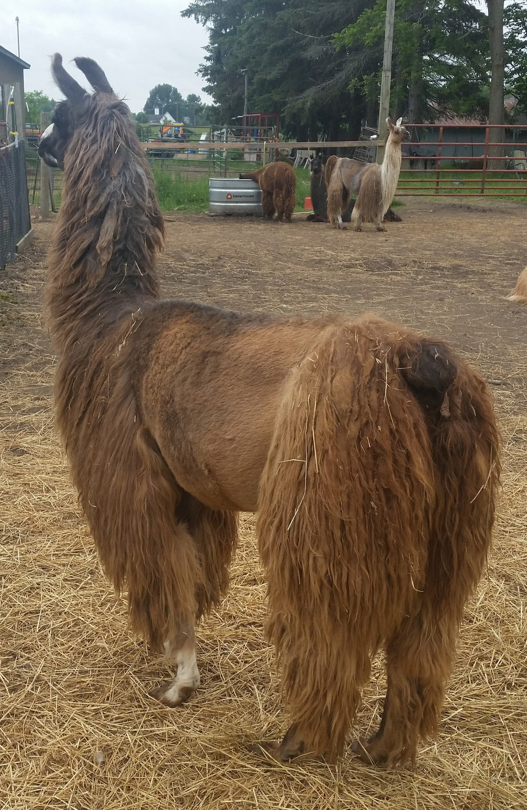 Variegated #105 — Alpaca & Suri Llama Rug Yarn | Pablo, Advice & Ms. Tea
