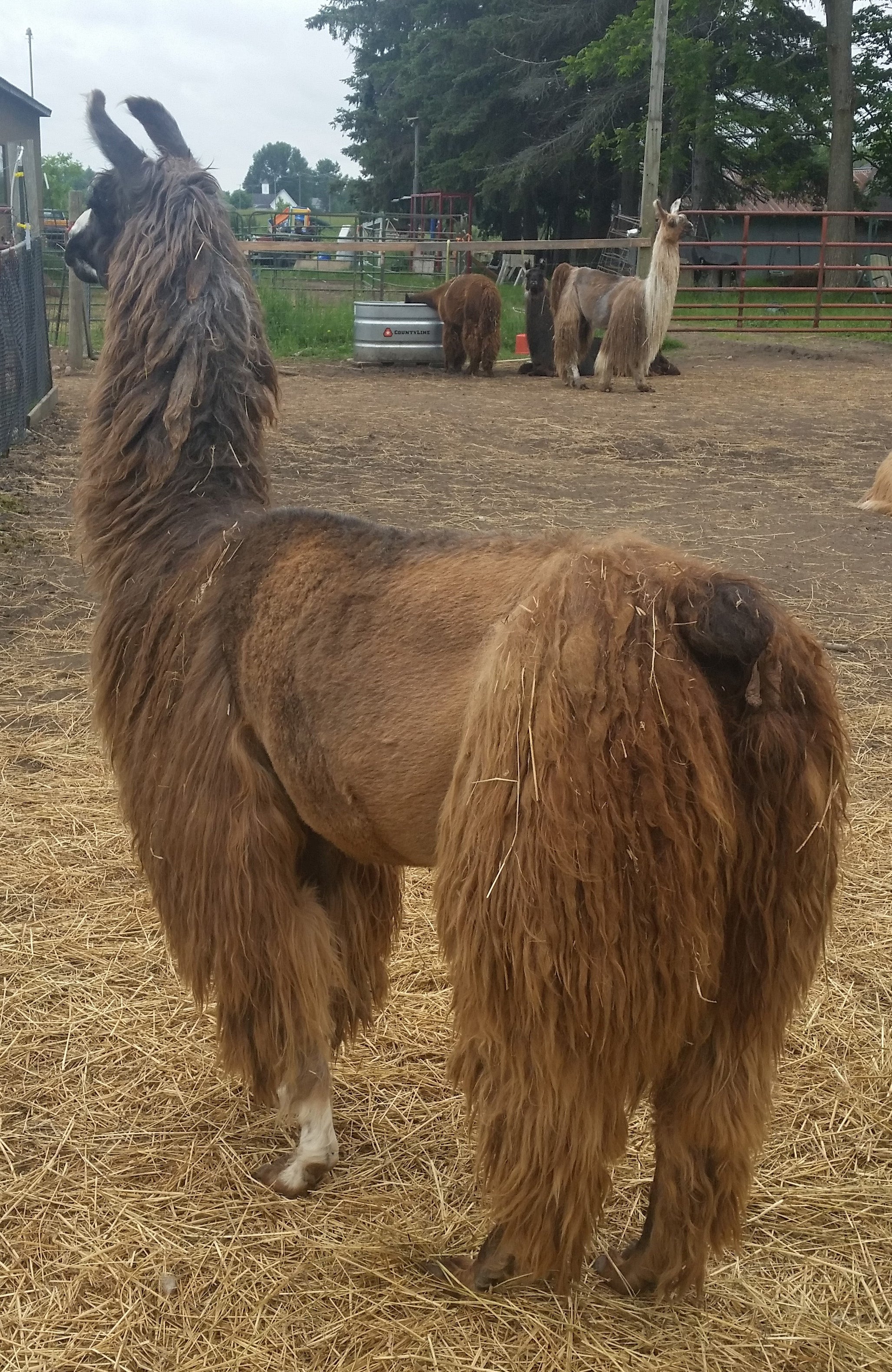 Variegated #105 — Alpaca & Suri Llama Rug Yarn | Pablo, Advice & Ms. Tea